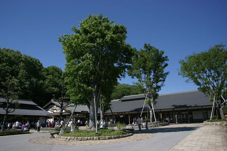 みのかも